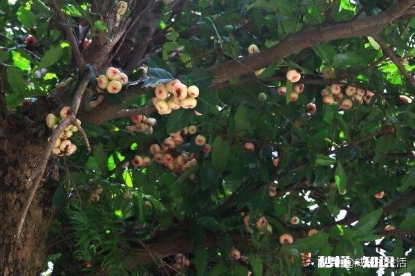 莲雾果中后期树梢长叶怎么办