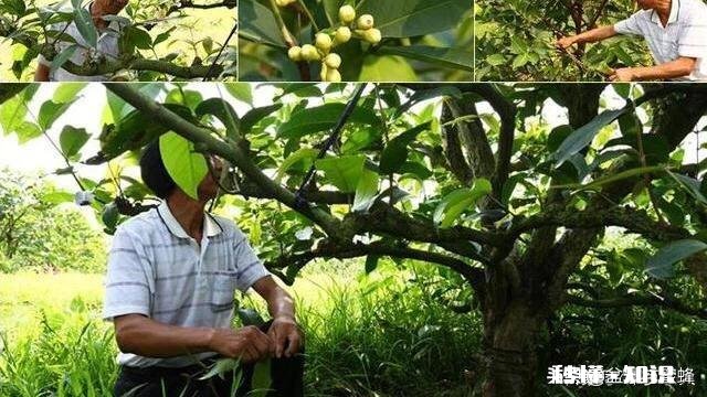 莲雾果中后期树梢长叶怎么办