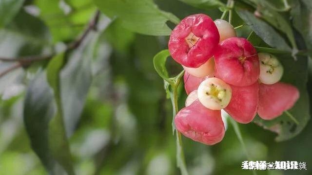 莲雾果中后期树梢长叶怎么办