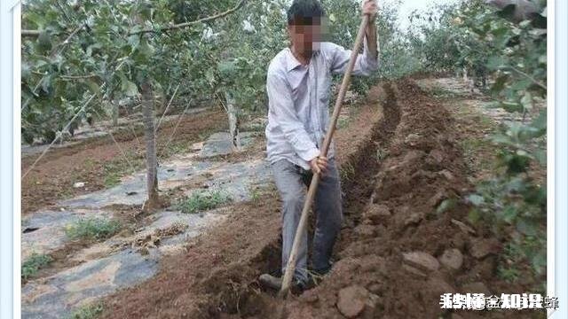 莲雾果中后期树梢长叶怎么办