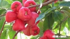 莲雾果中后期树梢长叶怎么办