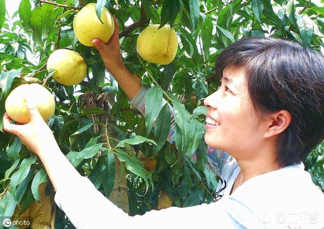 生产无公害果品应如何施肥