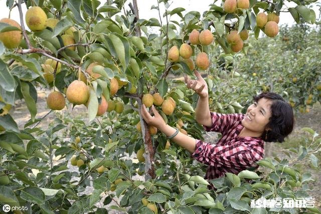 生产无公害果品应如何施肥