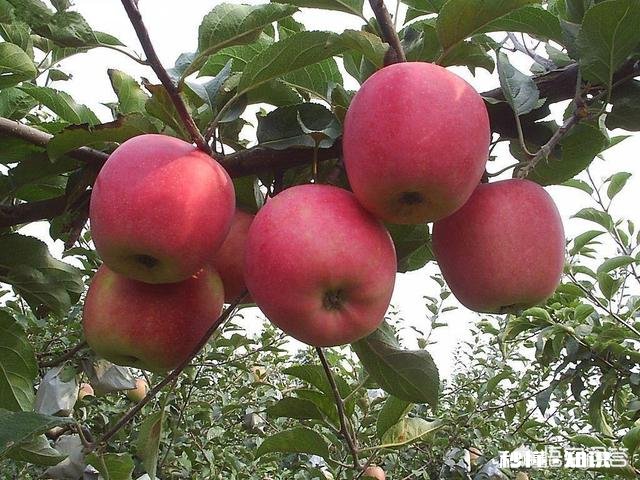 生产无公害果品应如何施肥