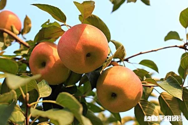 生产无公害果品应如何施肥