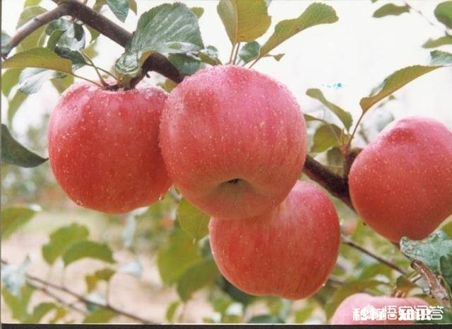 生产无公害果品应如何施肥