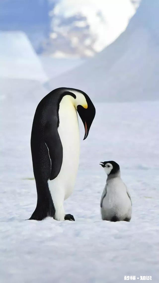 朋友的婆婆想要再婚搬去对方家里，她怎么劝婆婆留下帮照顾小孩