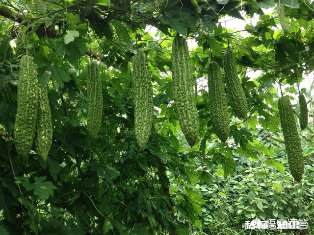 你吃过奶奶做的最好吃的食物是什么