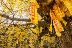 初三学生上数学课不听，为什么成绩却考得好