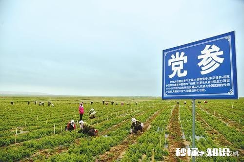 中药逐渐火了，今年种中药会卖个好价钱吗