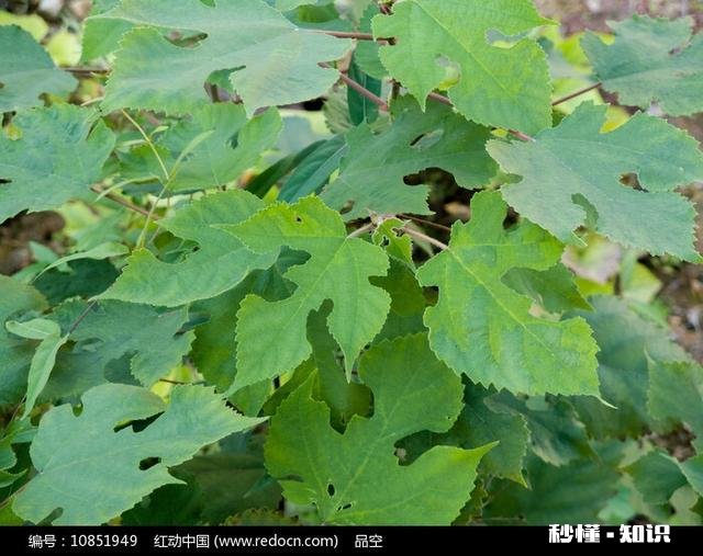 中药逐渐火了，今年种中药会卖个好价钱吗