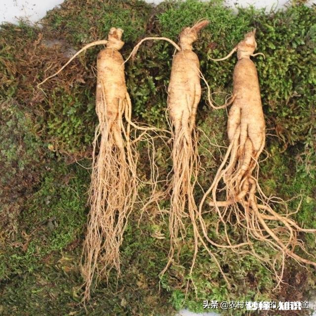 中药逐渐火了，今年种中药会卖个好价钱吗