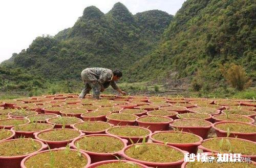 中药逐渐火了，今年种中药会卖个好价钱吗