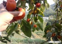 如果两个小孩偷吃了农村的水果，因为水果上有农药进医院了，农场主要不要负责任