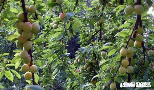 如果两个小孩偷吃了农村的水果，因为水果上有农药进医院了，农场主要不要负责任