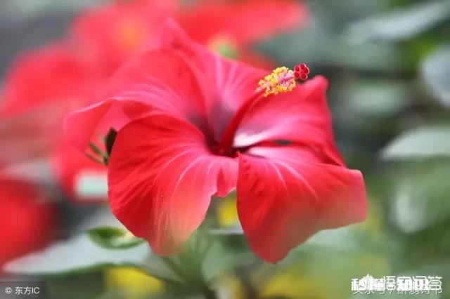 过年如果中了头条红包大奖，你会怎么花