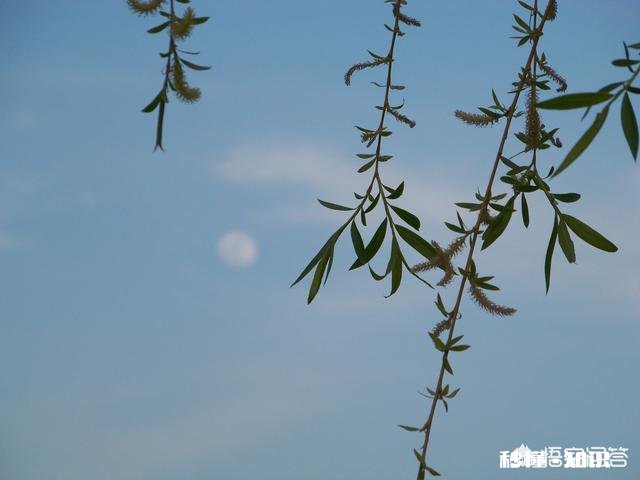 盛明兰的历史原型是李清照吗