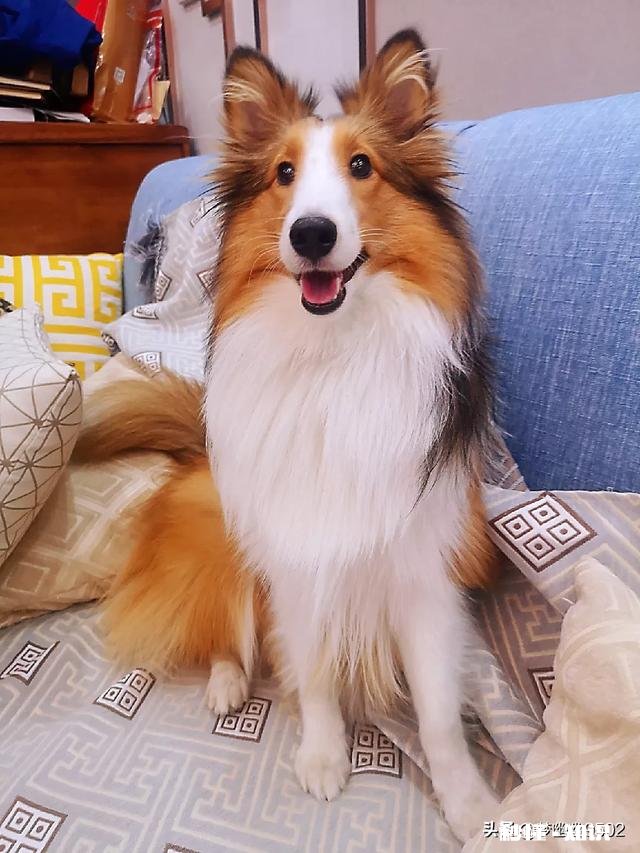 能喂幼犬白开水泡面吗不用狗粮合适吗