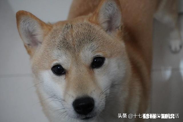 能喂幼犬白开水泡面吗不用狗粮合适吗