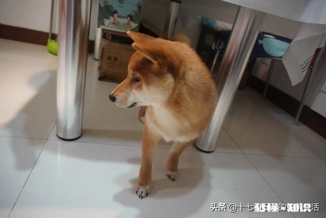 能喂幼犬白开水泡面吗不用狗粮合适吗