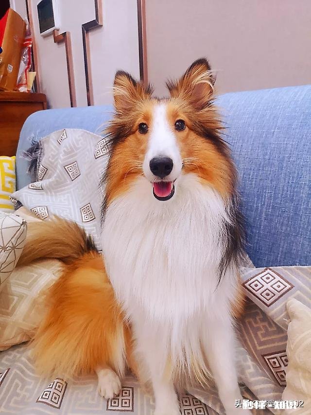 能喂幼犬白开水泡面吗不用狗粮合适吗