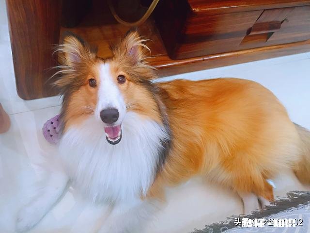 能喂幼犬白开水泡面吗不用狗粮合适吗