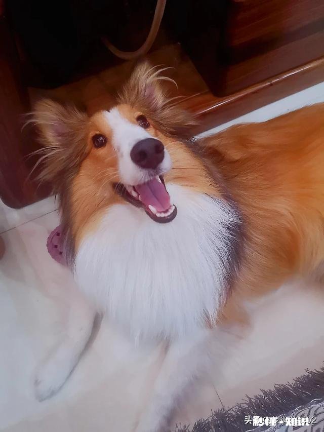 能喂幼犬白开水泡面吗不用狗粮合适吗