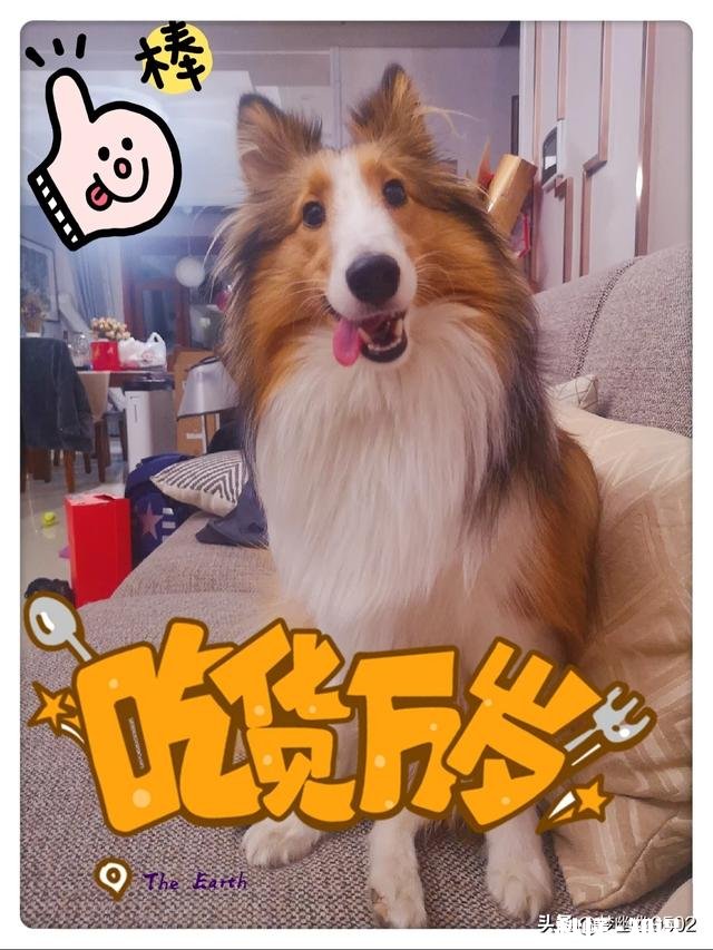 能喂幼犬白开水泡面吗不用狗粮合适吗