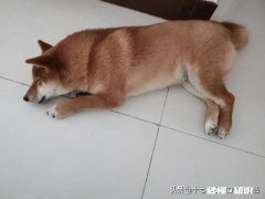 能喂幼犬白开水泡面吗不用狗粮合适吗