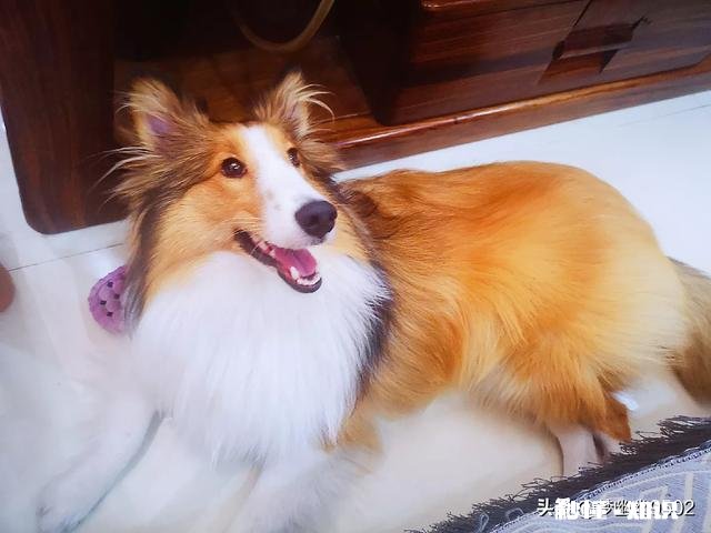 能喂幼犬白开水泡面吗不用狗粮合适吗