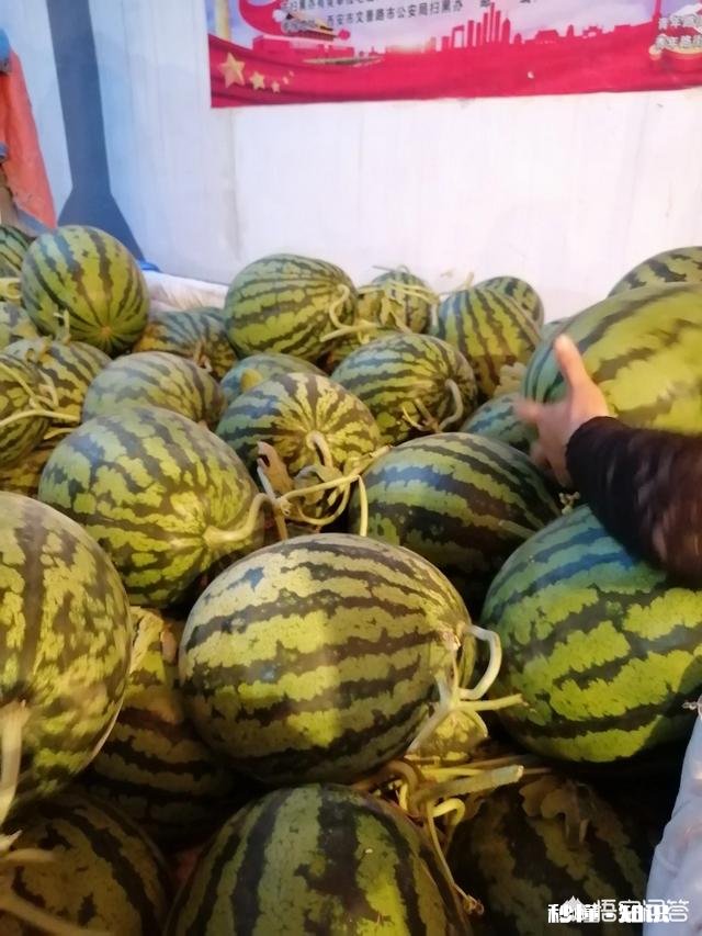 大家觉得西瓜好吃还是甜瓜好吃呢
