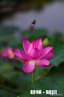 胡令能写的诗有什么特点