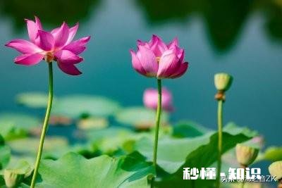 胡令能写的诗有什么特点