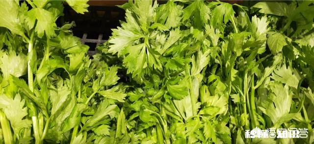 芹菜有哪些品种