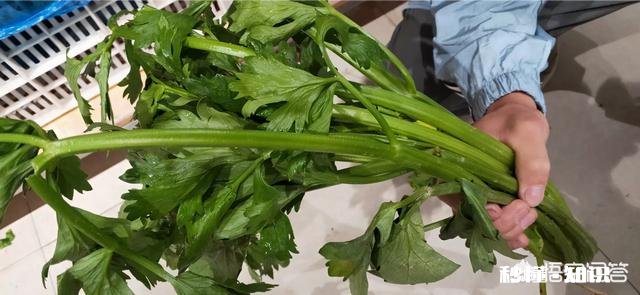 芹菜有哪些品种