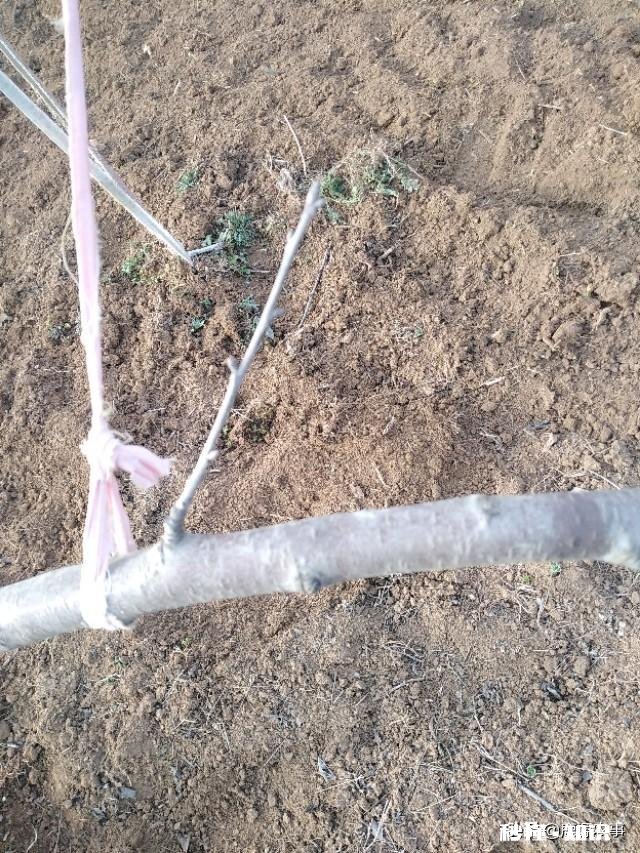 果树低处开花上边发的条子没开花，没开花的条子要不要剪掉它