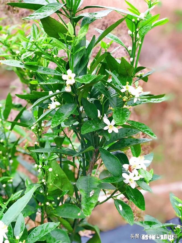 果树低处开花上边发的条子没开花，没开花的条子要不要剪掉它