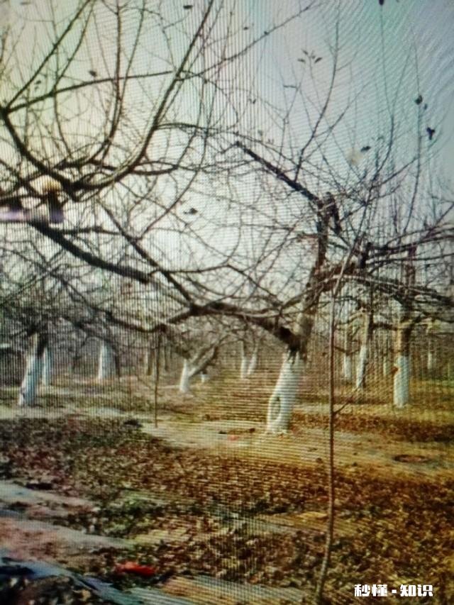 果树低处开花上边发的条子没开花，没开花的条子要不要剪掉它