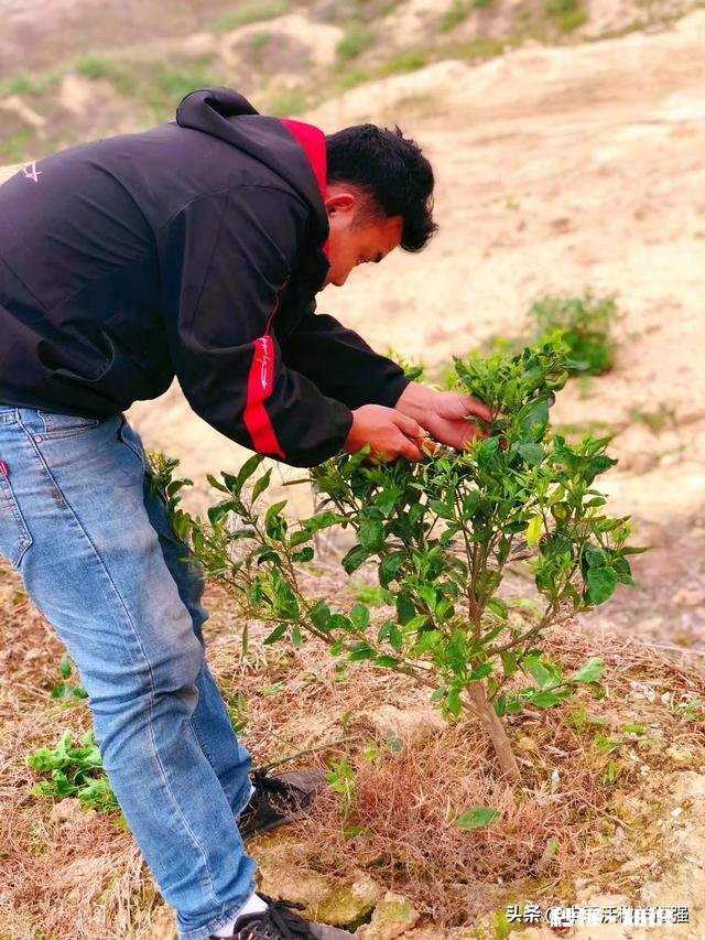 果树低处开花上边发的条子没开花，没开花的条子要不要剪掉它