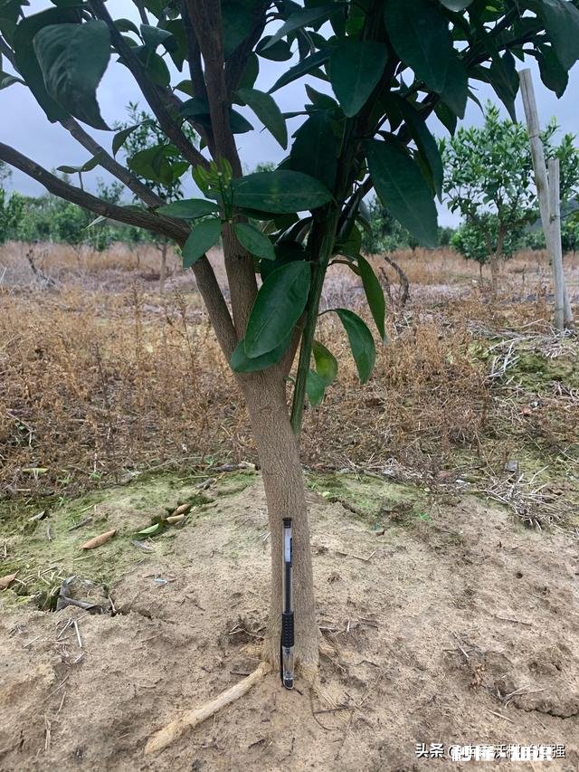 果树低处开花上边发的条子没开花，没开花的条子要不要剪掉它