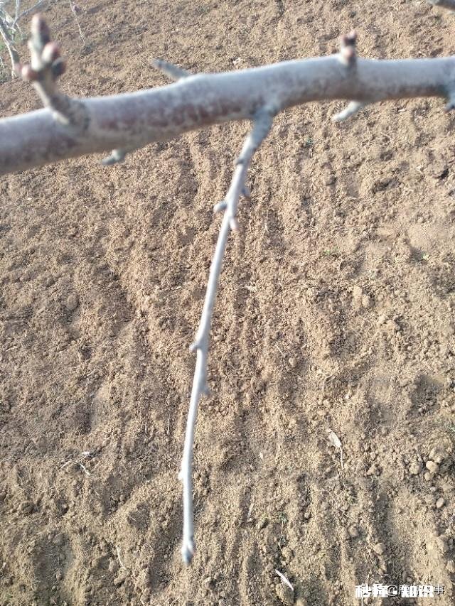 果树低处开花上边发的条子没开花，没开花的条子要不要剪掉它