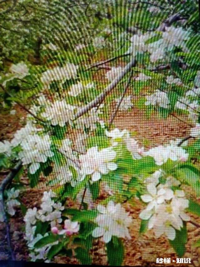 果树低处开花上边发的条子没开花，没开花的条子要不要剪掉它