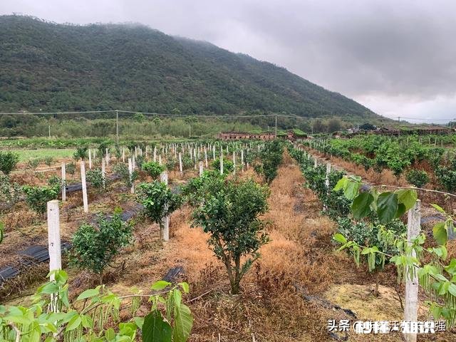 果树低处开花上边发的条子没开花，没开花的条子要不要剪掉它