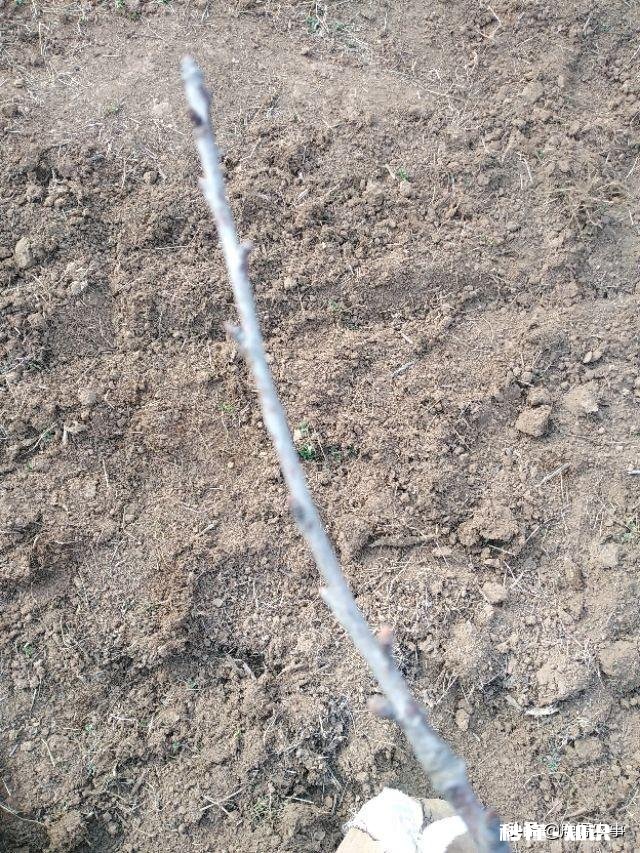 果树低处开花上边发的条子没开花，没开花的条子要不要剪掉它