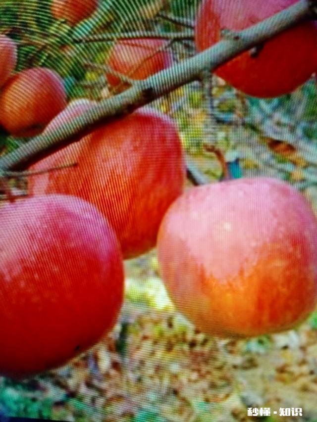 果树低处开花上边发的条子没开花，没开花的条子要不要剪掉它