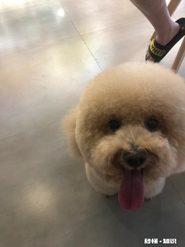 养哪个品种的宠物狗比较好