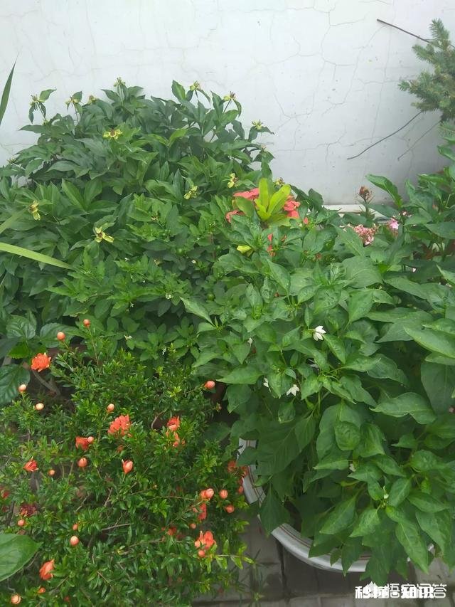 古代的纸窗户不怕下雨时被淋透吗，为什么