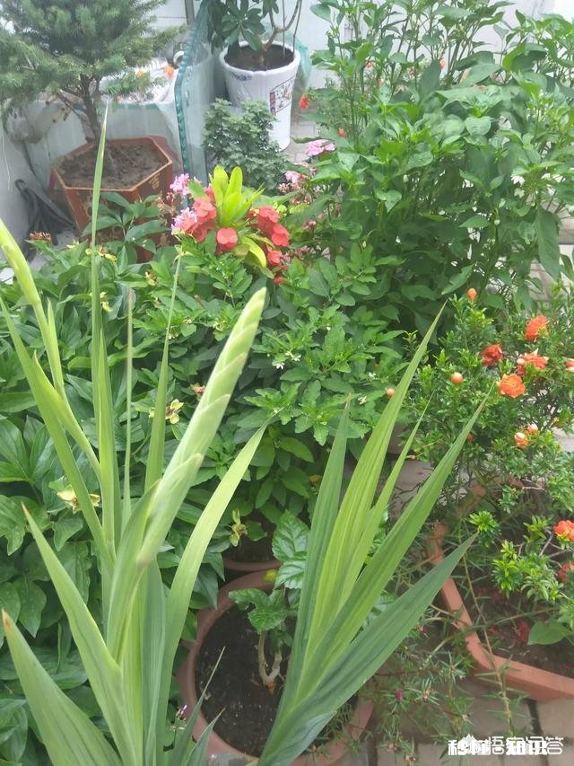 古代的纸窗户不怕下雨时被淋透吗，为什么