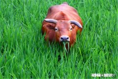 结婚七八年了，遇到很喜欢的一个女孩，女孩也喜欢我，我该怎么办