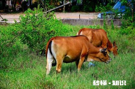 结婚七八年了,遇到很喜欢的一个女孩,女孩也喜欢我,我该怎么办